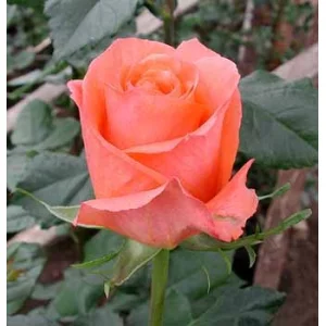 Роза "Папая"(Papaya)